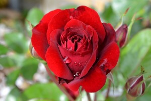 rose-776966_640